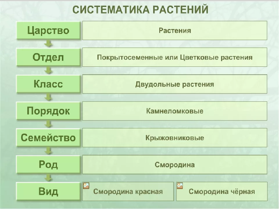 Что не является видом. Симтиматиеа цпрсива рвстений. Систематика растений примеры. Систематика растений отделы. Систематика царства растений таблица.