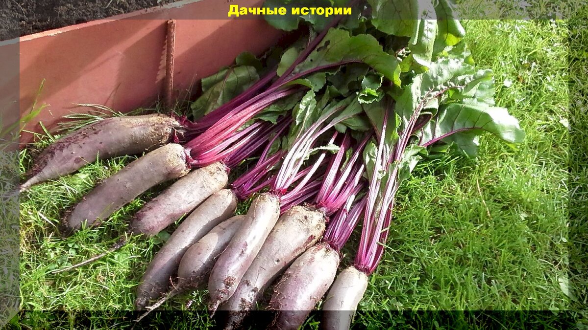 https://vk.com/photo-159774511_457243248