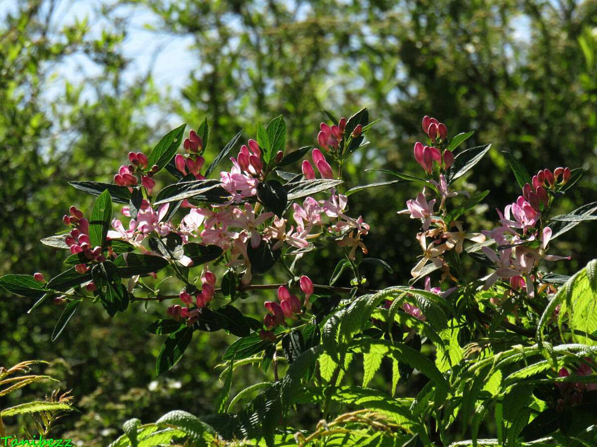 Lonicera tatarica жимолость Татарская