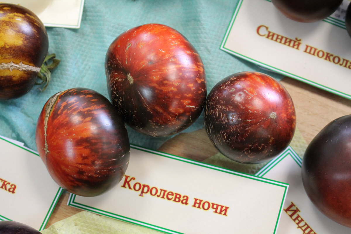 Королева ночи томат описание сорта фото