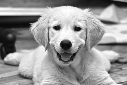 Мегги в 2 месяца. Правда, у нее милая улыбка?