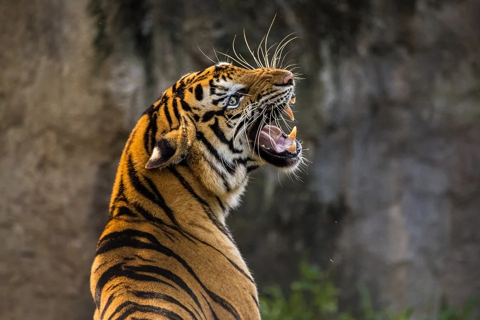 https://cdn.pixabay.com/photo/2018/03/26/20/49/tiger-3264048_960_720.jpg