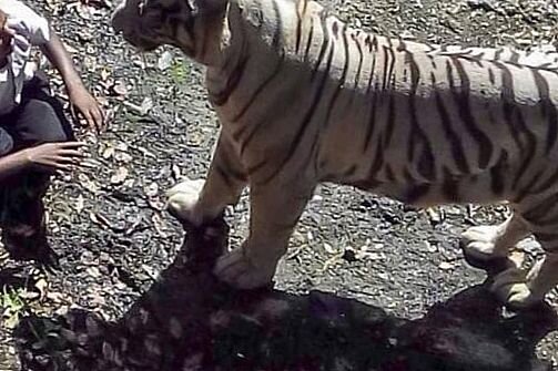 
Бывает, кому-то надо подсказать, что его действия неразумны. Как важно услышать: «Эй, парень, ты не прав». И услышать прежде, чем лев или тигр оторвет вам руку. Дело было в зоопарке индийского города Гувахати. Пракаш Безбаури был в поиске лучшего ракурса для фотографий. Любитель хороших снимков забрался в вольер с хищниками и всунул руку в открытую пасть первому попавшемуся льву. 