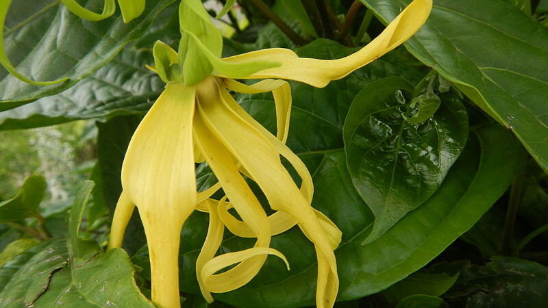 Масло иланг-иланг получают из лепестков методом паровой дистилляции