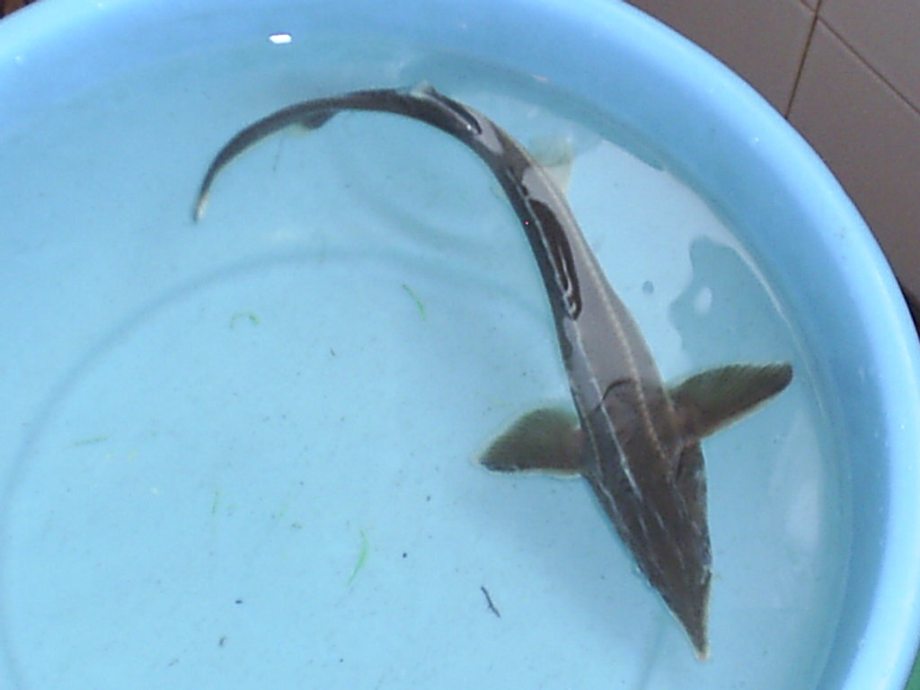 Отпускать было бесполезно, жестоко подбагрилась при ловле леща. Фото из архива. 