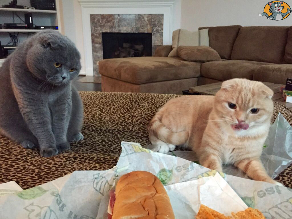 коты на диете. Фото из открытых источников