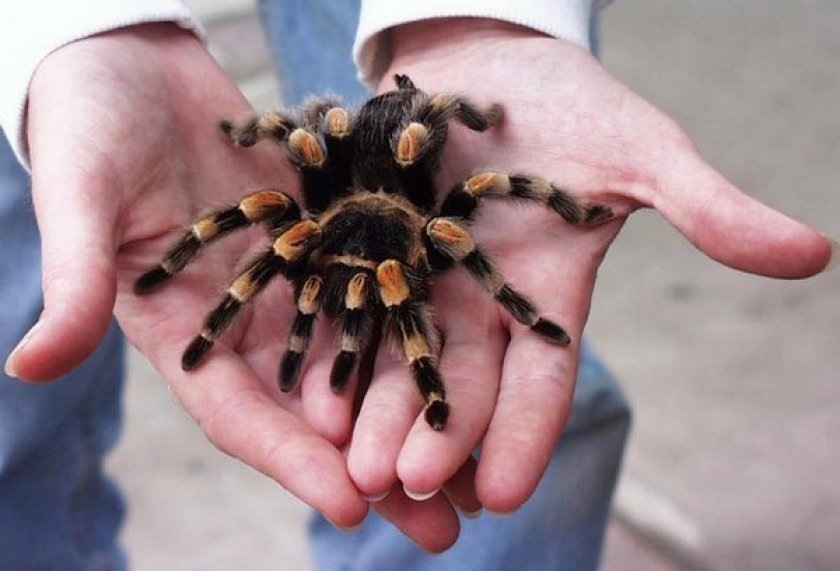 Источник: pets2.me