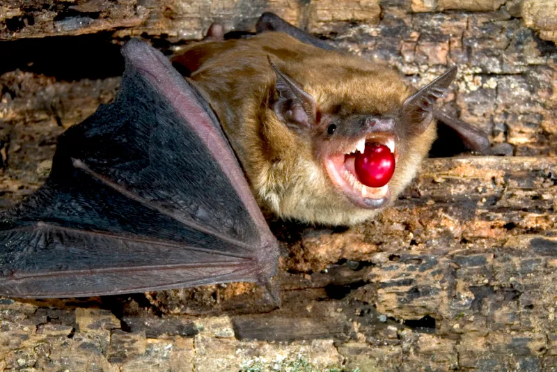 Bourbon Pointu и дикая летучая мышь из Мадагаскара: африканский ответ Копи Лювак