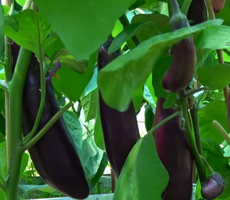 Куст достаточно мощный, высотой 55-70 см, подвязки не требует