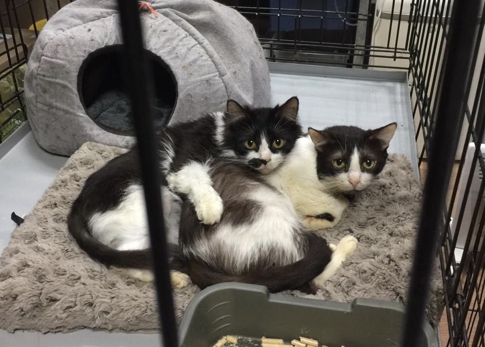 Липецк дворянское гнездо приют для животных. Приют для котов. Коты в приюте. Котята из приюта. Приют для кошек в Москве.