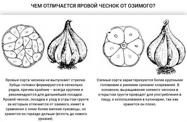 Яровой и озимый чеснок: отличия