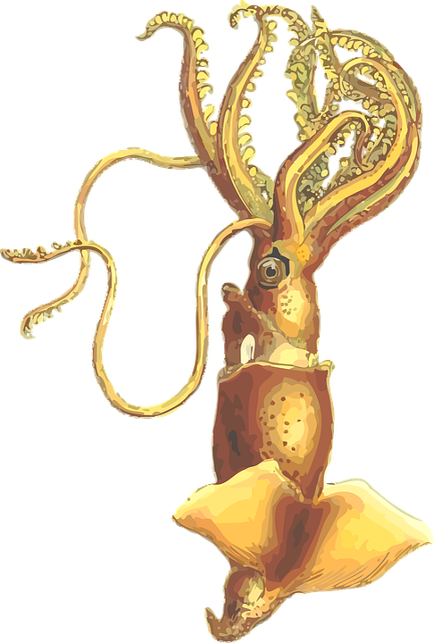 Учёные считают, что гигантский кальмар предпочитает жить и охотиться в одиночку.