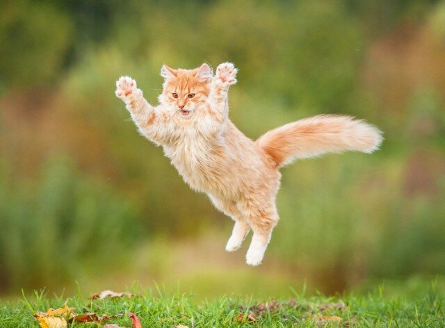 Яндекс картинки