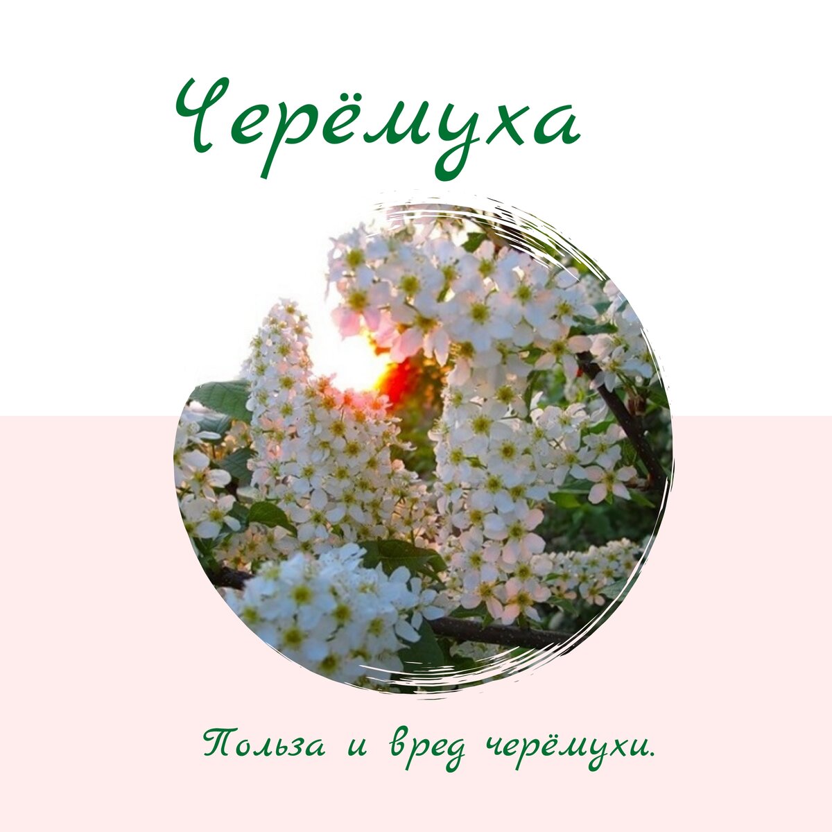 Свойства черёмухи.
