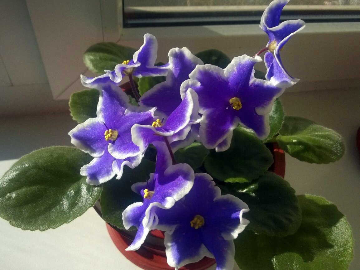  Сорт фиалки - Dn-Зоряне Сяйво, из личных архивов 