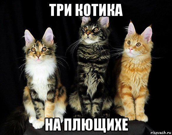 3 кота с матом. Три кота Мем. Приколы 3 кота. Три кота приколы. Три кота мемы с надписями.