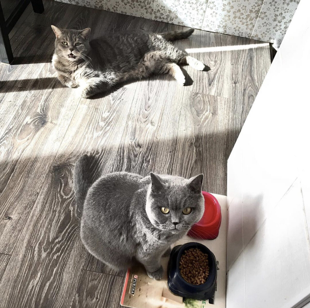 Проблемы с усвоением пищи.