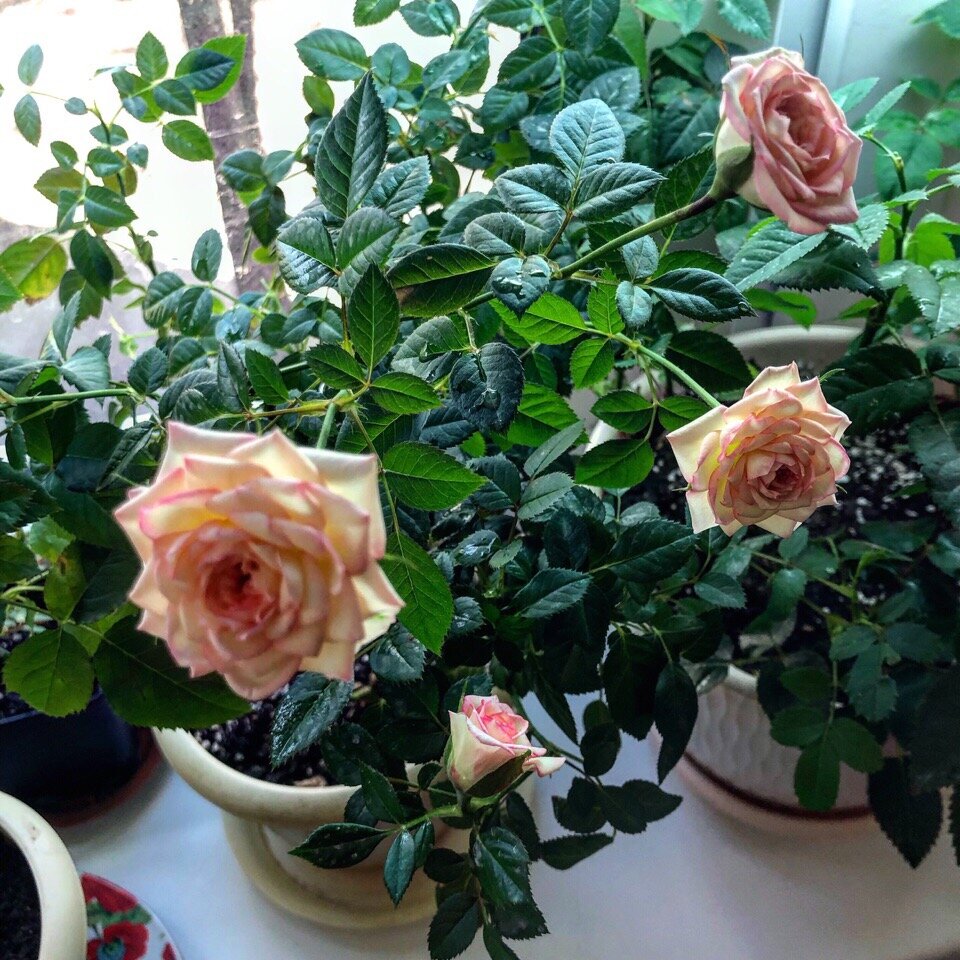 Как вырастить розу из букета в домашних условиях: практичные советы