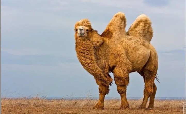 Калмыцкий верблюд 