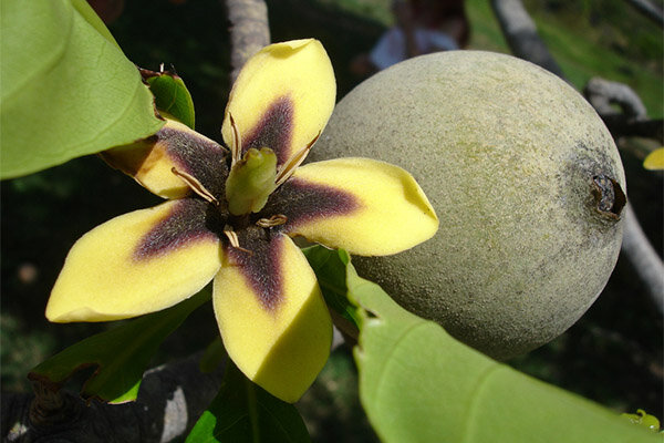 Цветок красивый