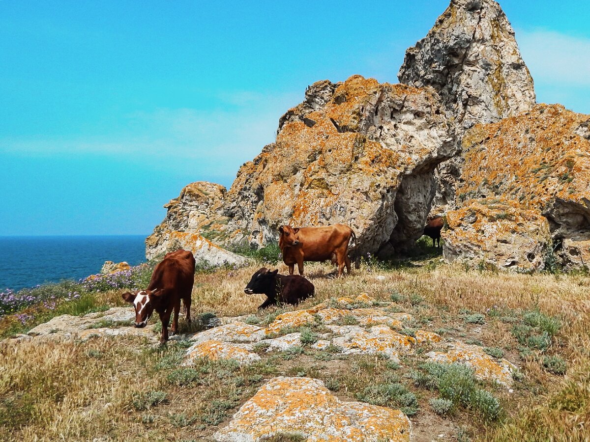 село курортное керчь