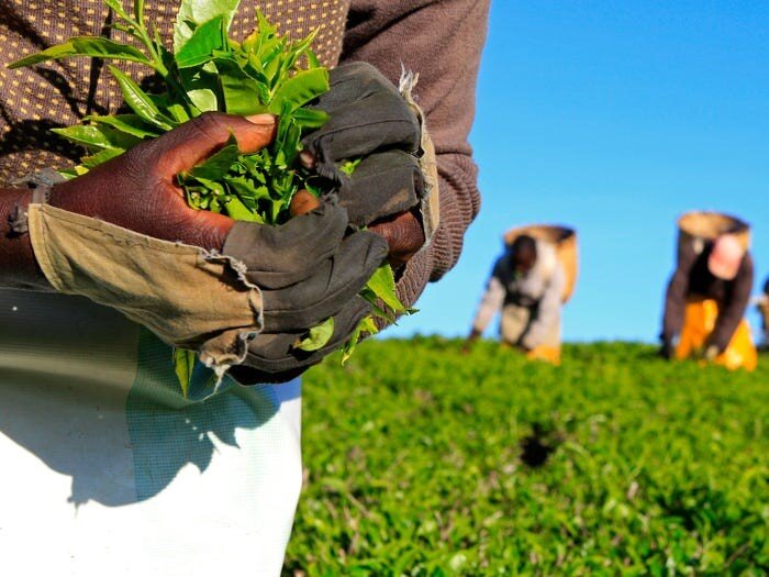 Сбор черного чая