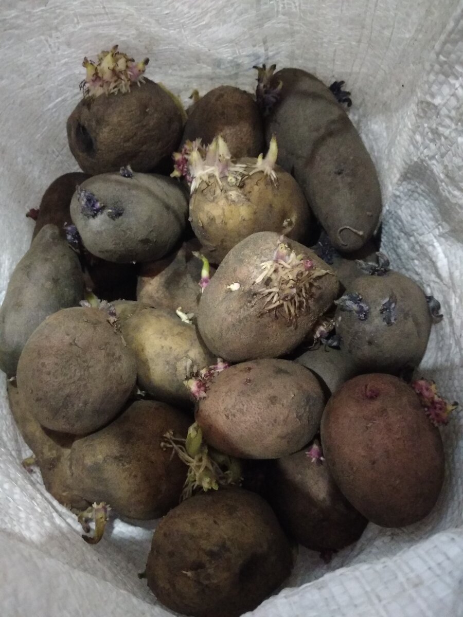 Картошка хоть и проросла, на вид была нормальной
