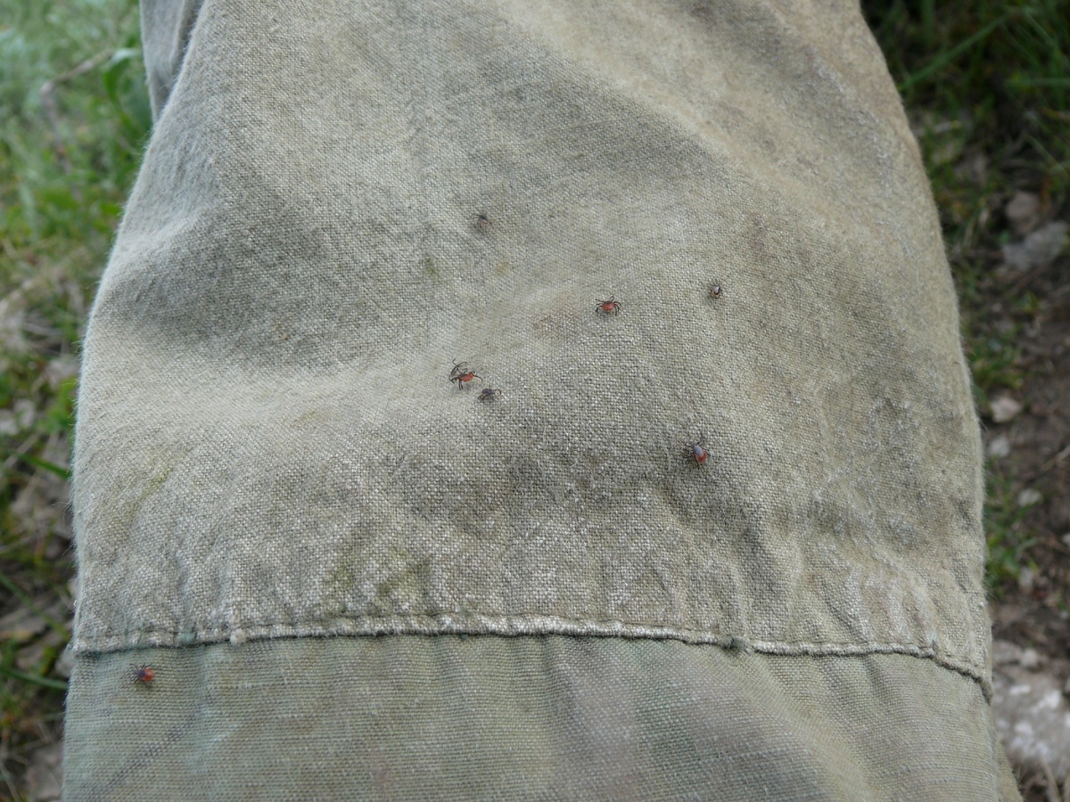 В пик активности столько клещей на штанах не редкость.