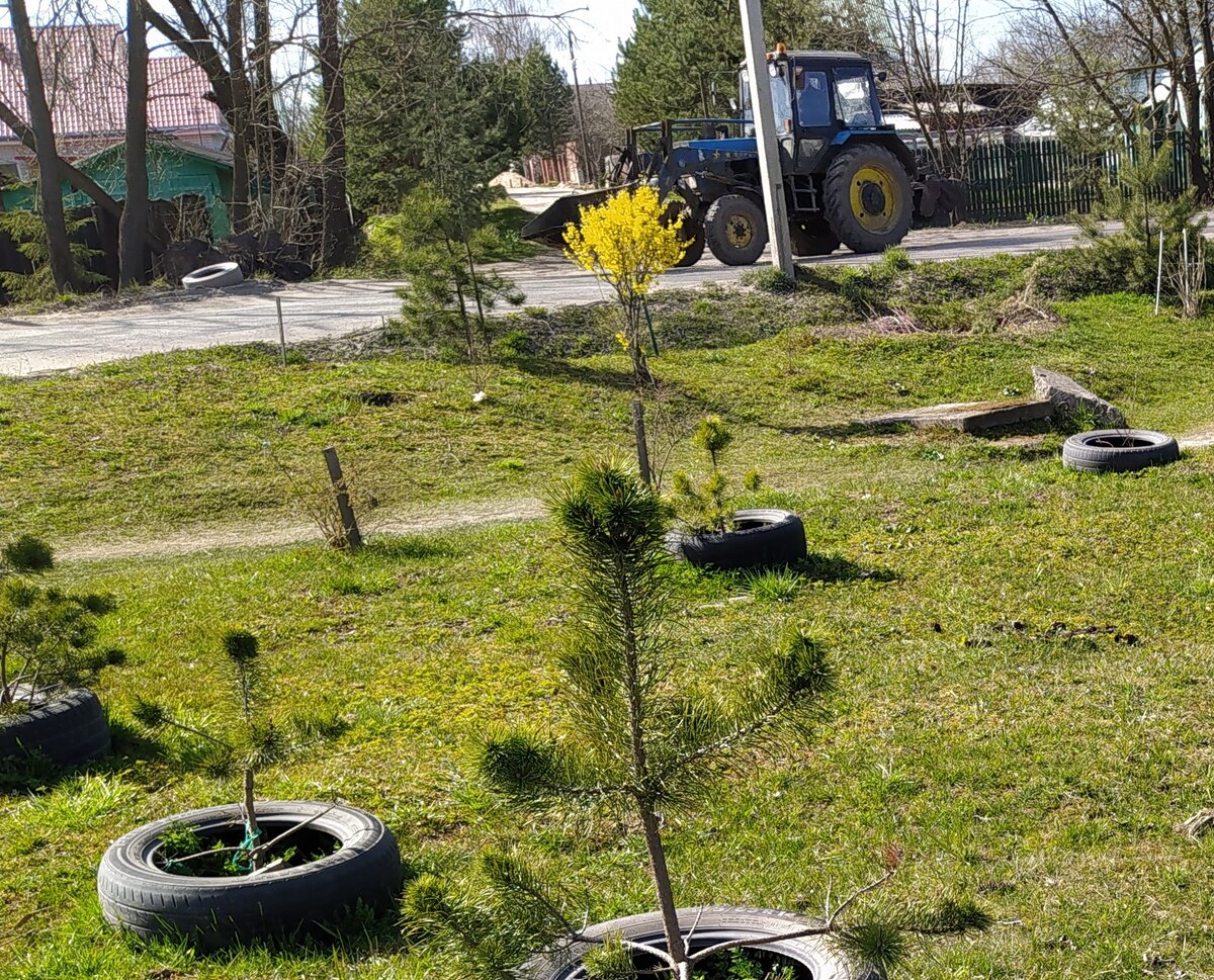 Не камильфо: Форзиция - красивый кустарник, но на фоне трактора и автомобильных покрышек