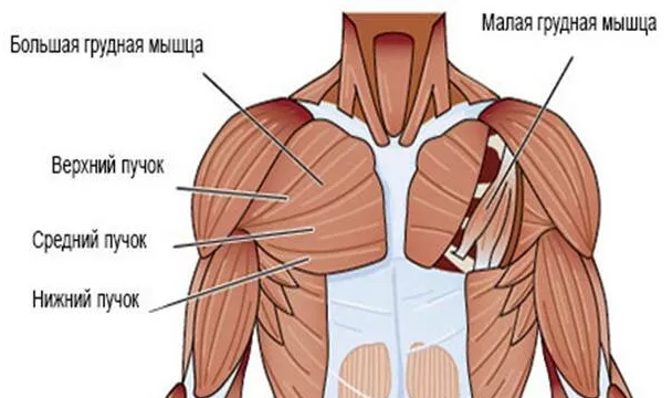 Тренировка всех пучков мышц груди дома четырмя видами отжиманий.