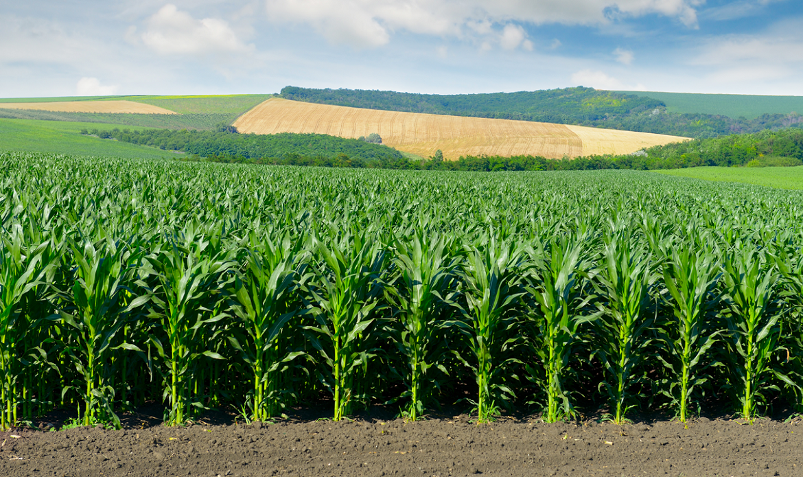 Agricultural crops. Семена кукурузы Бревант. Орошение кукурузы. Орошение полей кукуруза. Скошенное поле кукурузы.