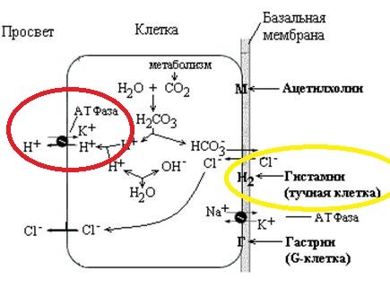Рисунок 2 - Схематическое изображение париетальной клетки.