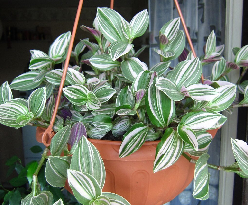 Источник изображения https://flowersadvice.ru/komnatnye-rasteniya/dekorativnolistnye/tradeskanciya-vidy-sorta.html