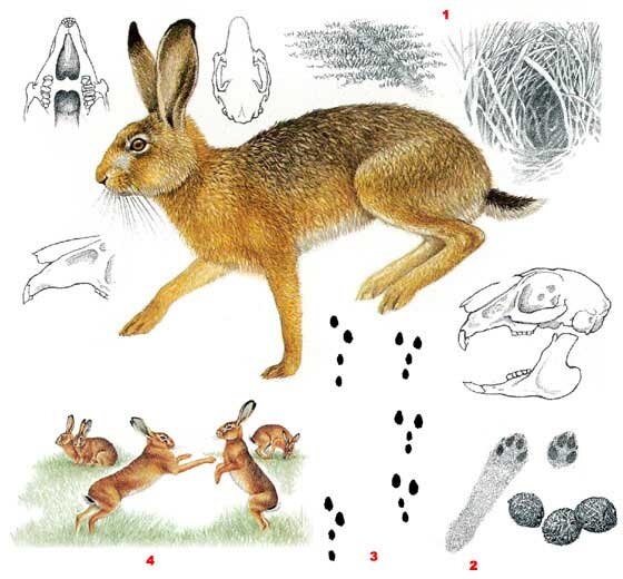 У всех зайцев - уникальная зубная система (расположенные одна позади другой две пары долотообразных резцов в верхней челюсти) 