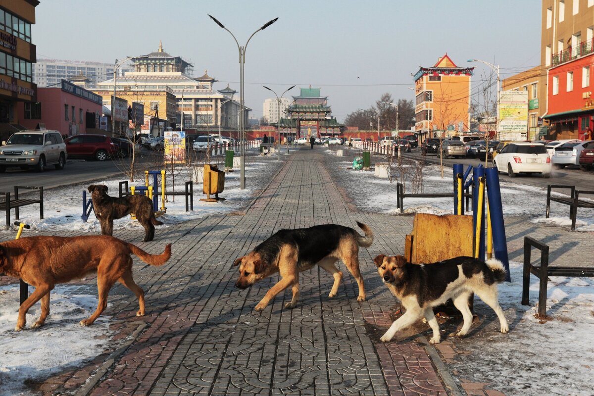 Собаки в городе фото