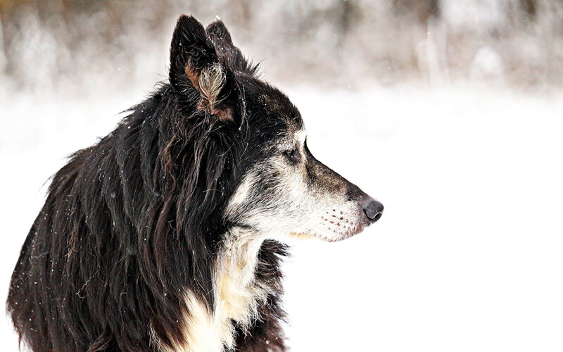Человек не может отменить старение, но в его силах сделать последние годы жизни собаки счастливым временем без боли и страданий. Фото rihaij/Pixabay 