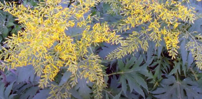 бузульник тангутский