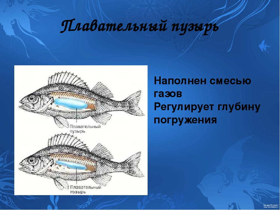 Направление течения и давления рыбы определяют