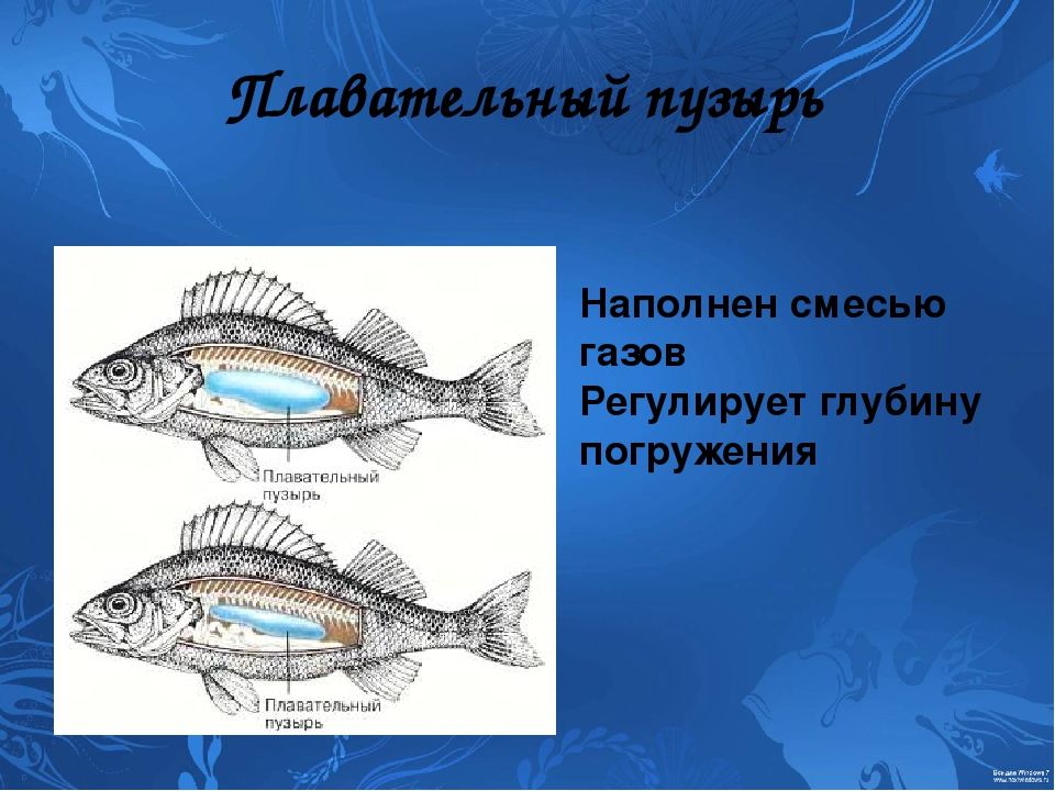 При каком давлении лучше всего клюет рыба | Оптимальное давление для успешной рыбалки