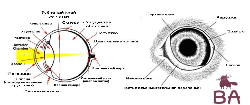 Обратите внимание на третье веко (фото Яндекс.Картинки)
