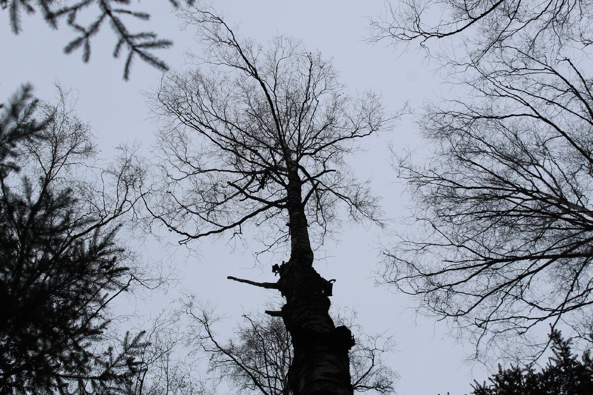 Пораженная трутовиком береза. По отмирающим веткам видно, что она скоро погибнет.