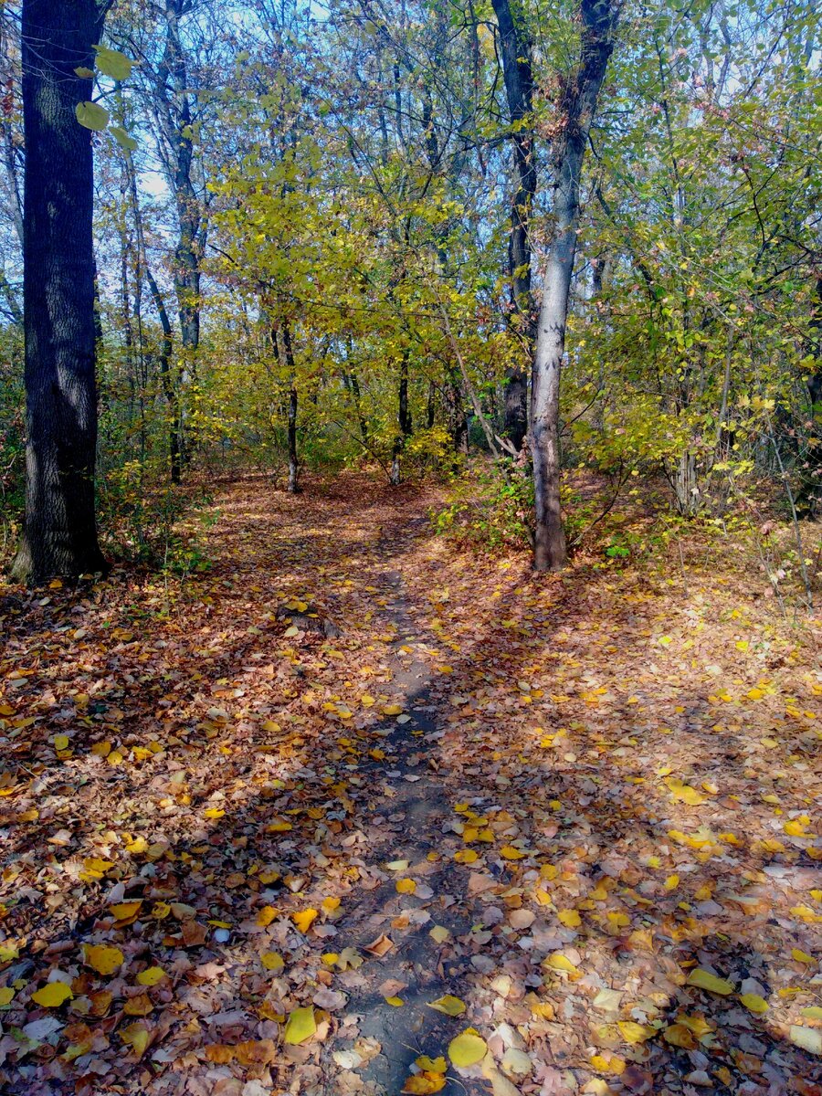 Осенний лес, на Кубани