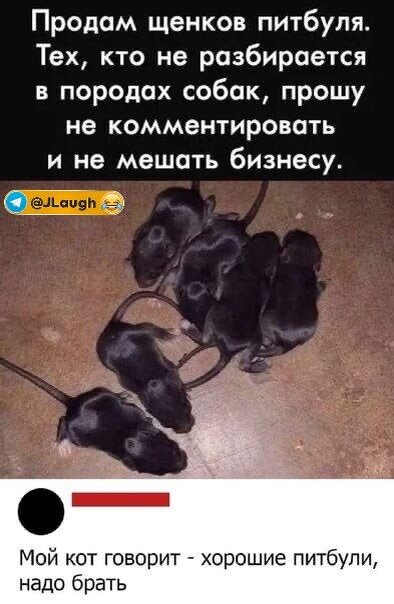 Тот случай, когда твой кот разбирается в бизнесе лучше тебя.