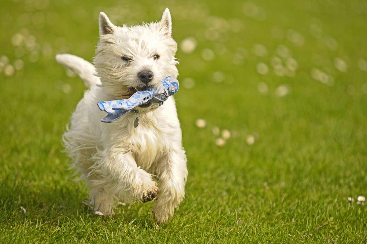 https://for-pet.ru/wp-content/uploads/2020/04/west-highland-white-terrier-cc7.jpg