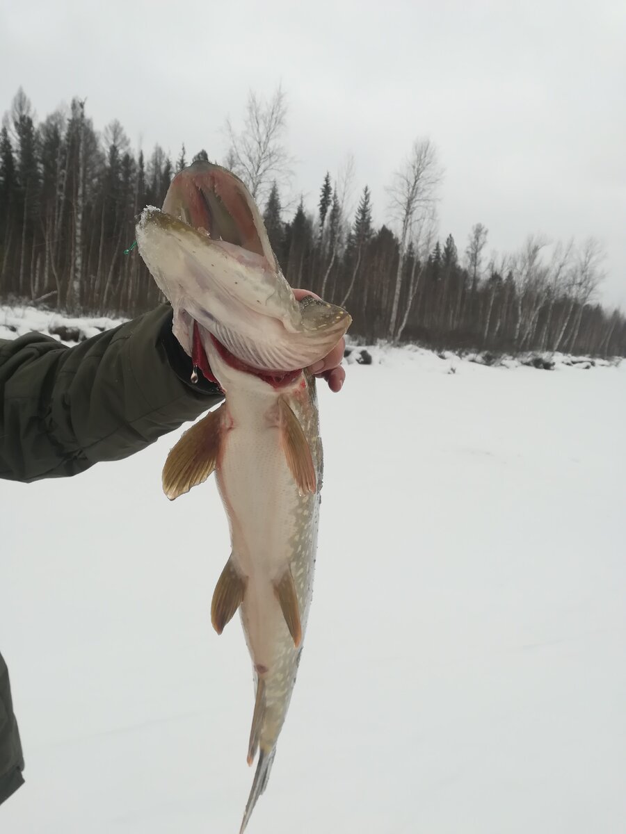 Эта щука  схватила крупного живца !!! 