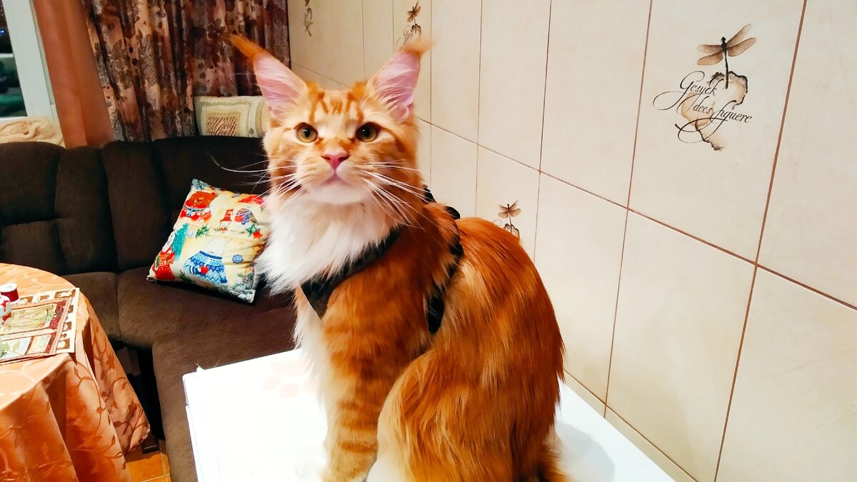 Мейн кун Степа.