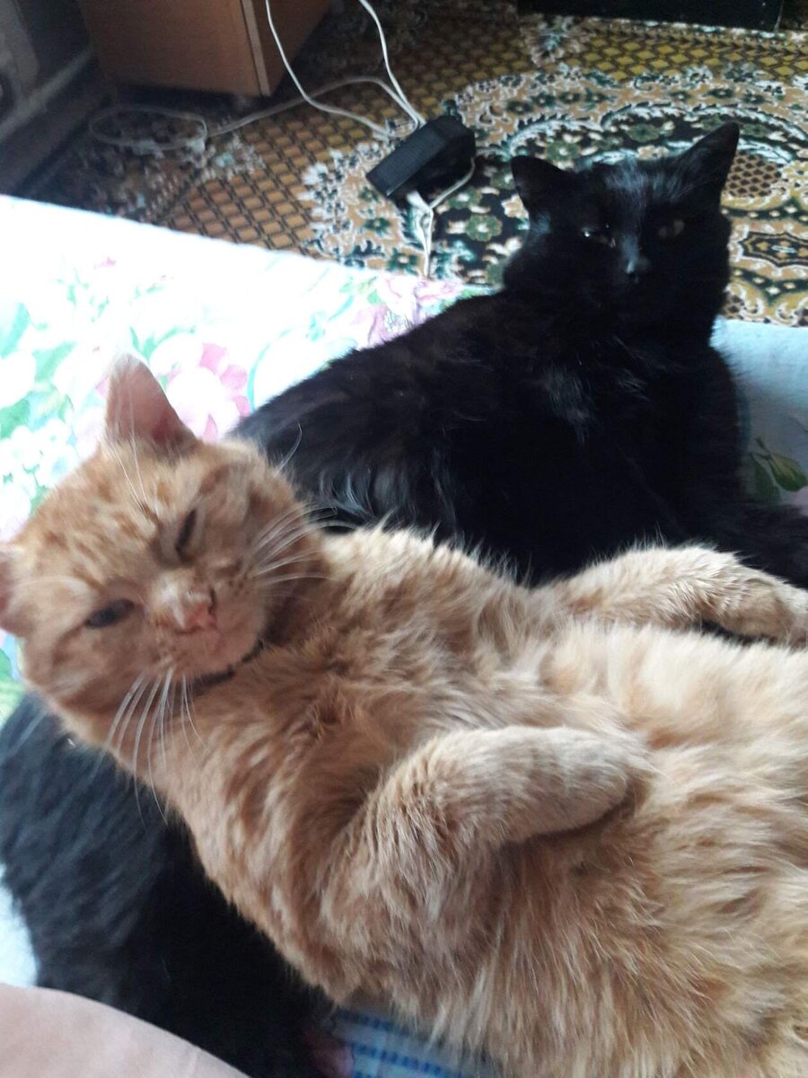 Мои любимцы. Фото автора