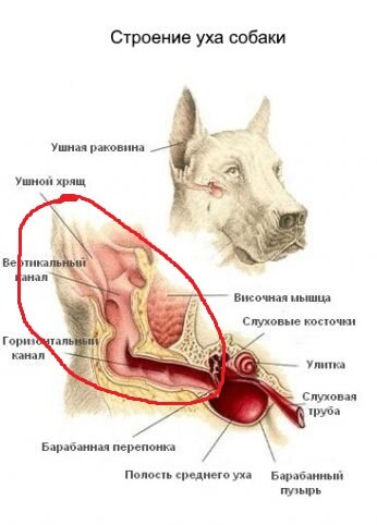 Место обитания клеща