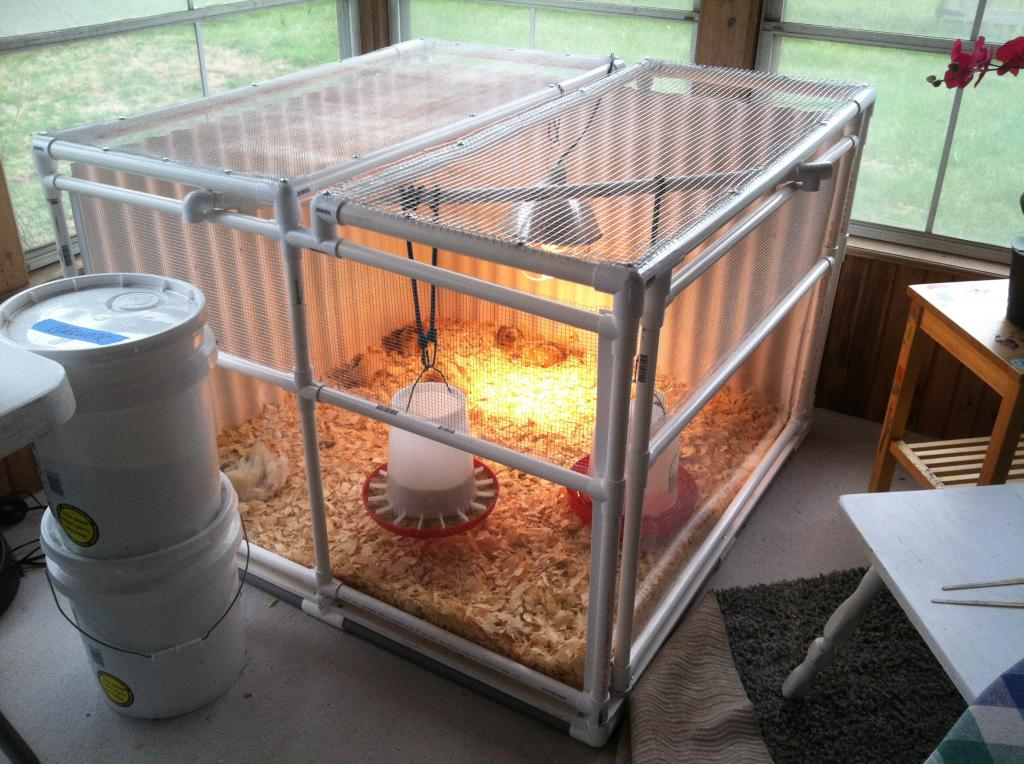 Выращивание инкубаторных цыплят