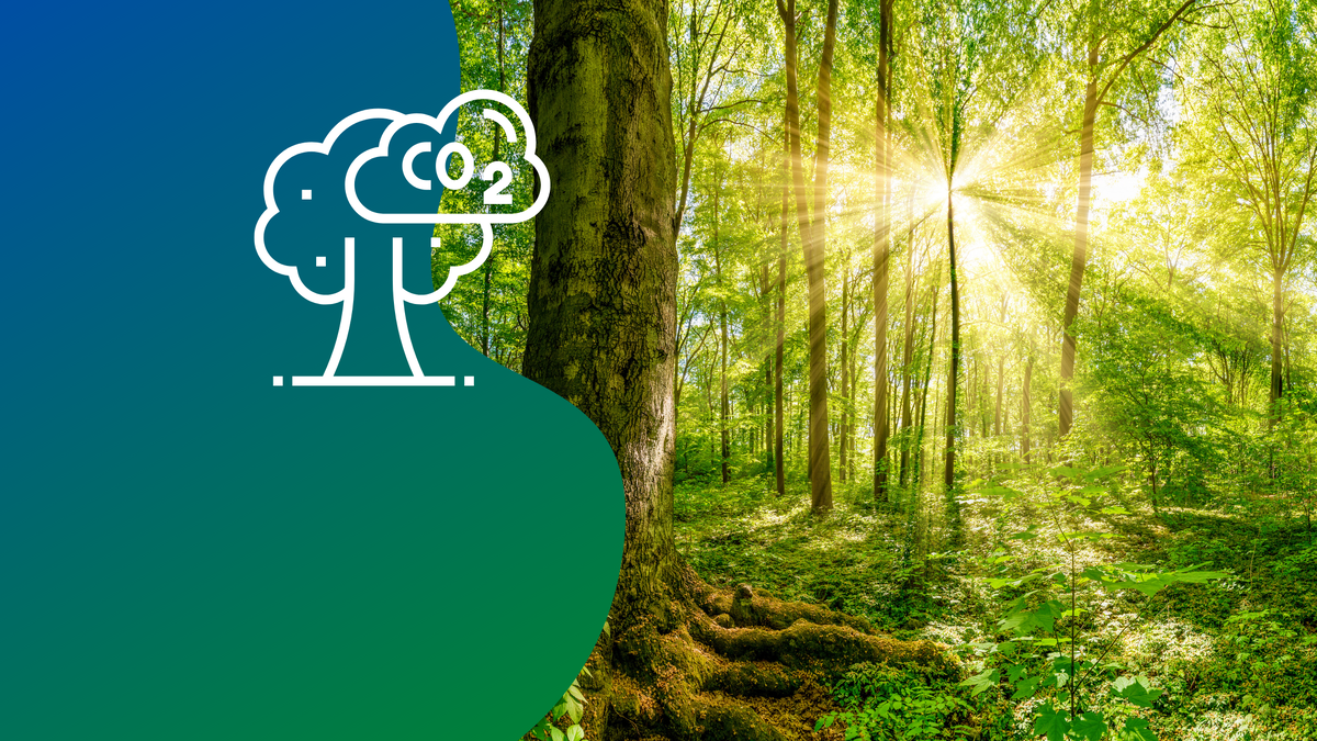 На полигоне отработают технологии мониторинга эмиссии и поглощения углекислого газа